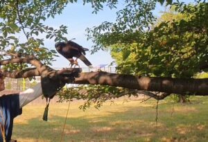 スモールステップス　鷹匠