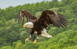 猛禽類 ハリスホーク