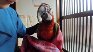 慣らしトレーニング