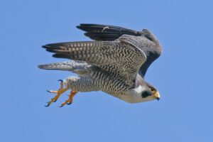 タカ目 ハヤブサ科