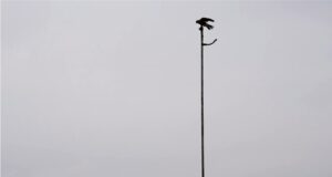 フライトフェスタ ハリスホーク アジリティ