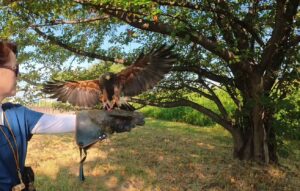 スモールステップス　鷹匠