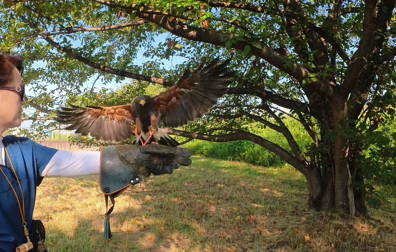 スモールステップス　鷹匠