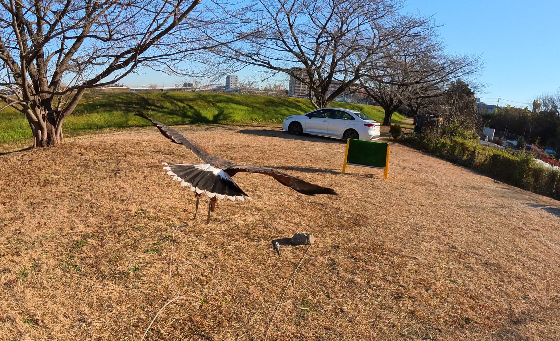 フライトフェスタ　猛禽類