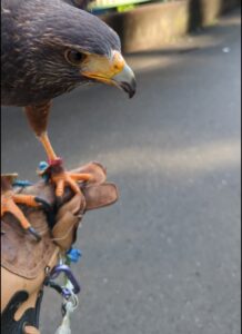 猛禽の係留　フック