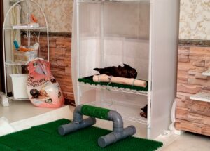 ハリスホーク 猛禽類 アヒル寝