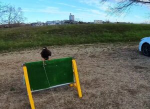 フライトフェスタ 猛禽類