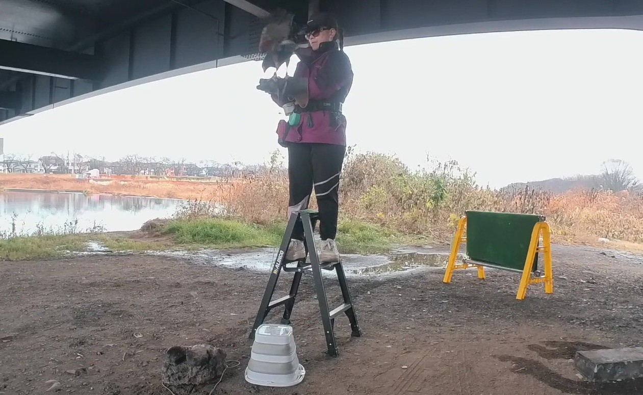 ハリスホーク　筋力アップトレーニング