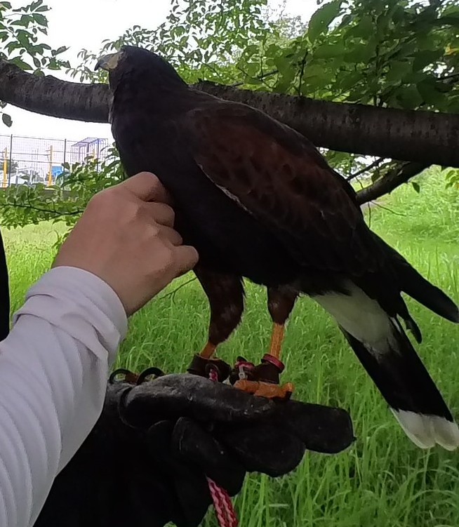 肉色当て　フライト訓練