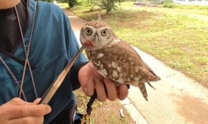 猛禽類 ハリスホーク フクロウ