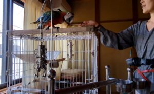 インコ・オウム ケージ