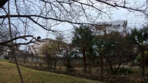 後追い訓練 フリーフライト