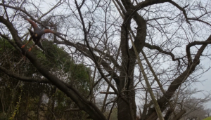 後追い ハリスホーク