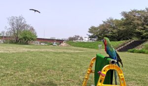 フライトフェスタ　猛禽類　コンゴウインコ