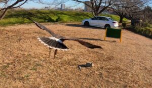 フライトフェスタ