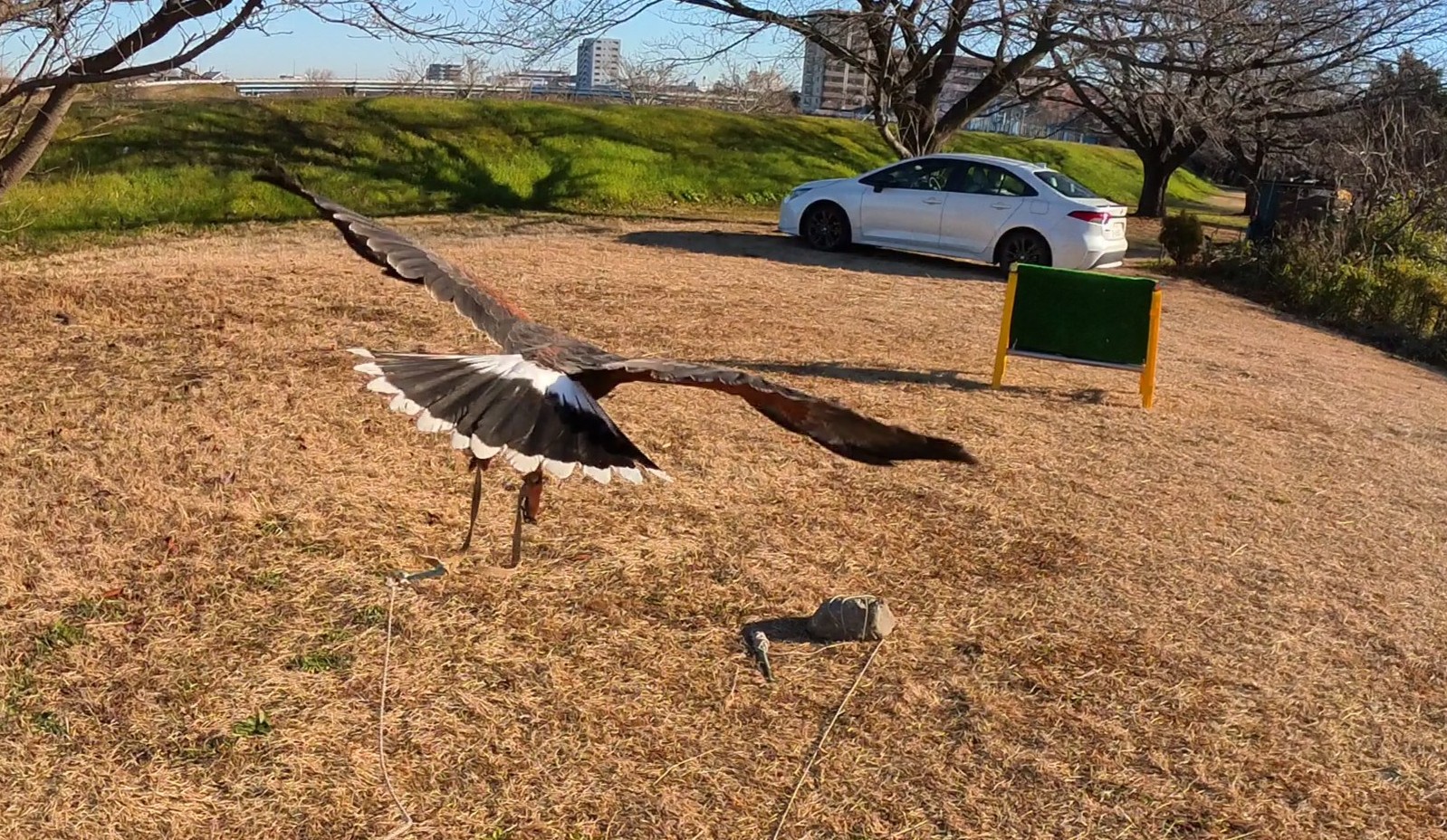 フライトフェスタ