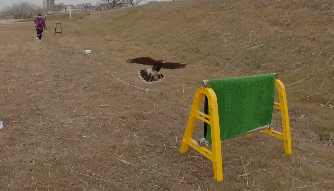 フライトフェスタ　ハリスホーク　アジリティ