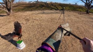 フライトフェスタ　ハリスホーク　アジリティ