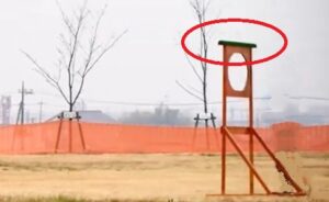 フライトフェスタ　ハリスホーク　アジリティ