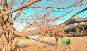 フライトフェスタ