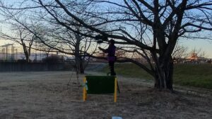 フライトフェスタ　ハリスホーク