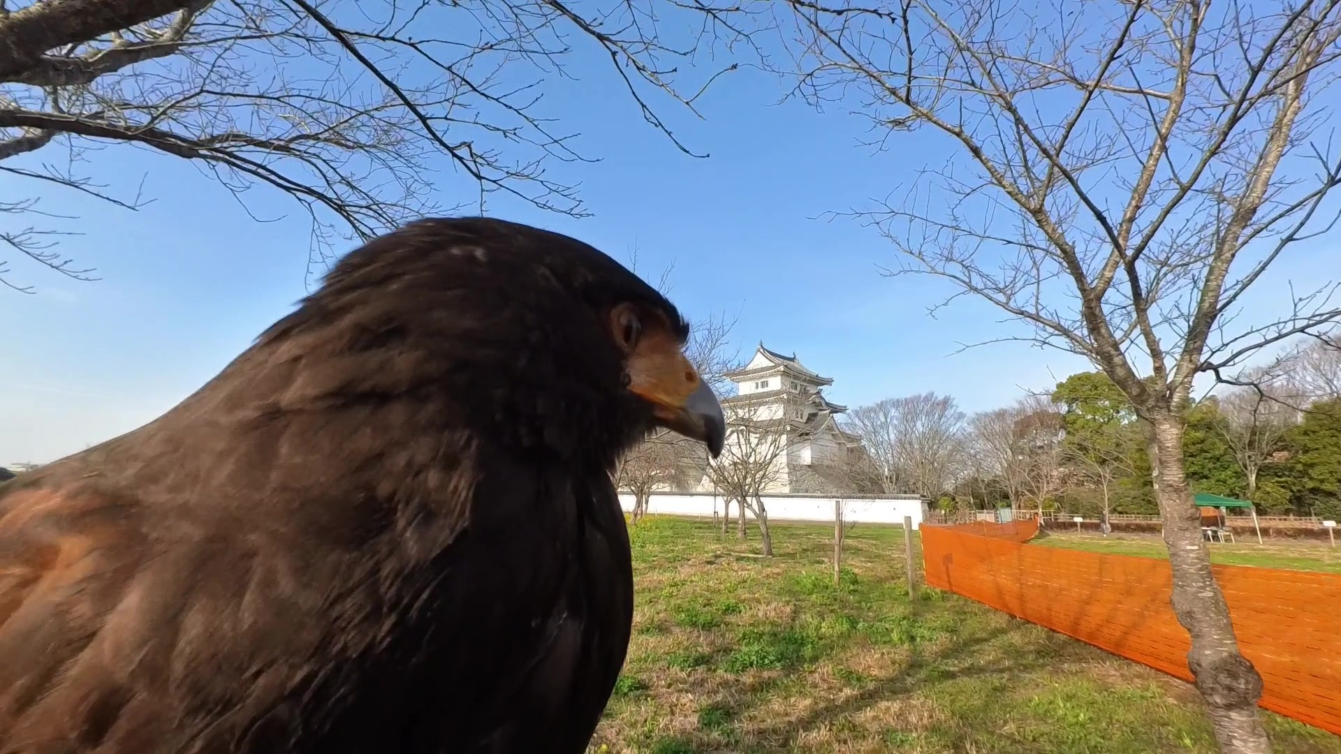 フライトフェスタ2026