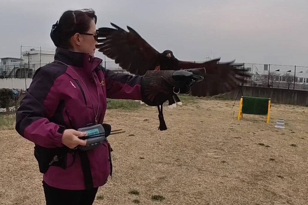 フライトフェスタ　ハリスホークフライト訓練